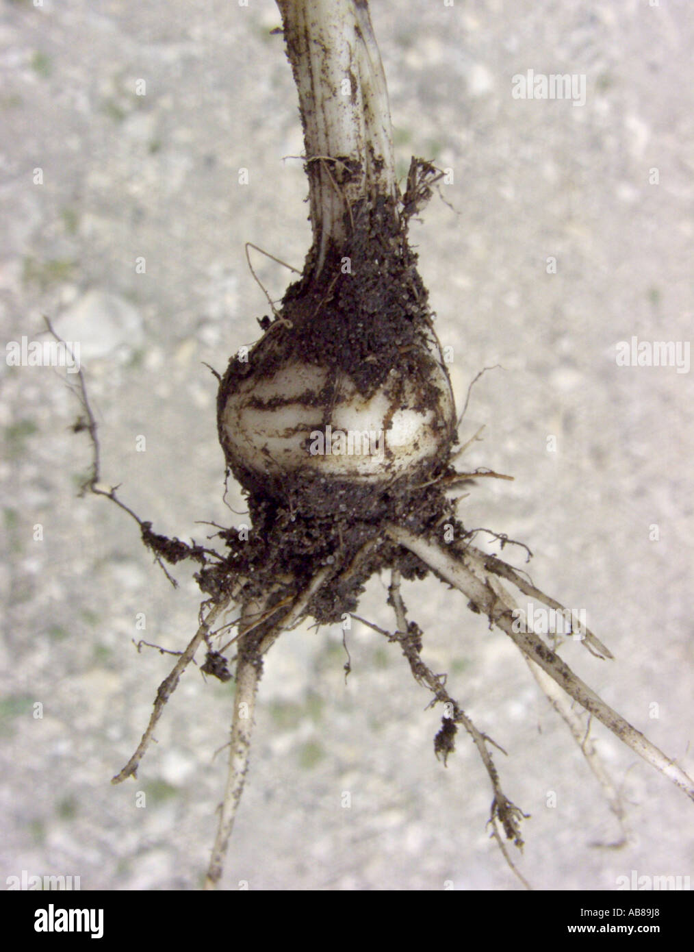knolligen Hahnenfuß (Ranunculus Bulbosus), Knolle, Polen Stockfoto