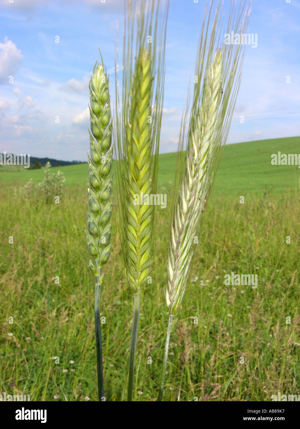 Brot, Weizen, Weizen (Triticum Aestivum), Weizen (Triticum Aestivum, links) und Roggen (Secale Cereale, rechts) in Comparisi kultiviert Stockfoto