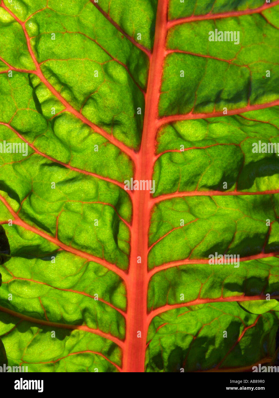 Root-Rüben (Beta Vulgaris), CV Bright Lights, scheint durch Licht Stockfoto