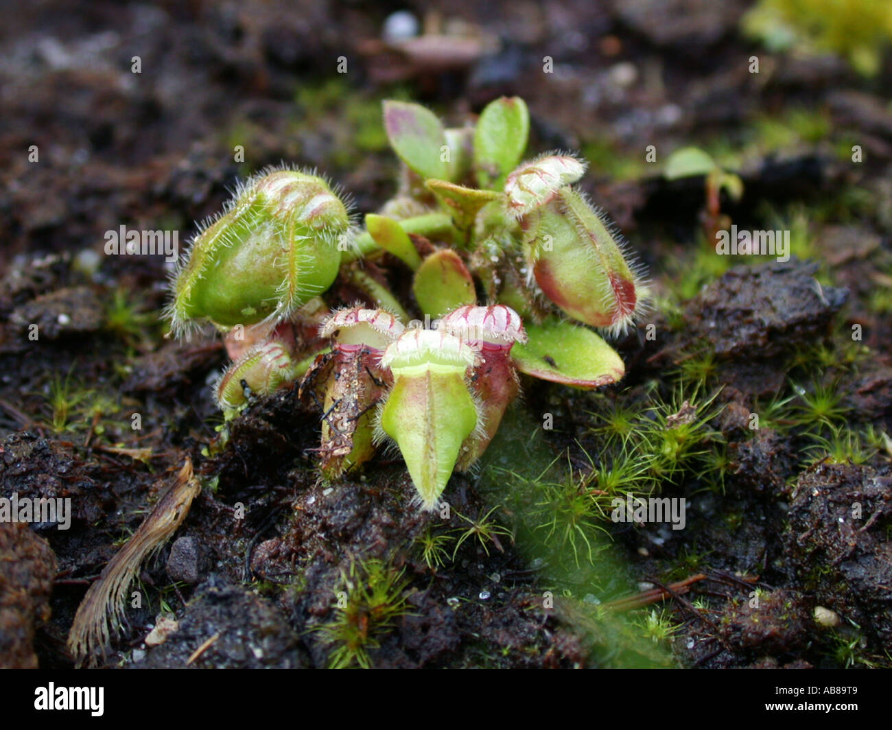 Australische Flycatcher (Cephalotus Follicularis), fleischfressende Pflanze, Vertrieb: W-Australien Stockfoto