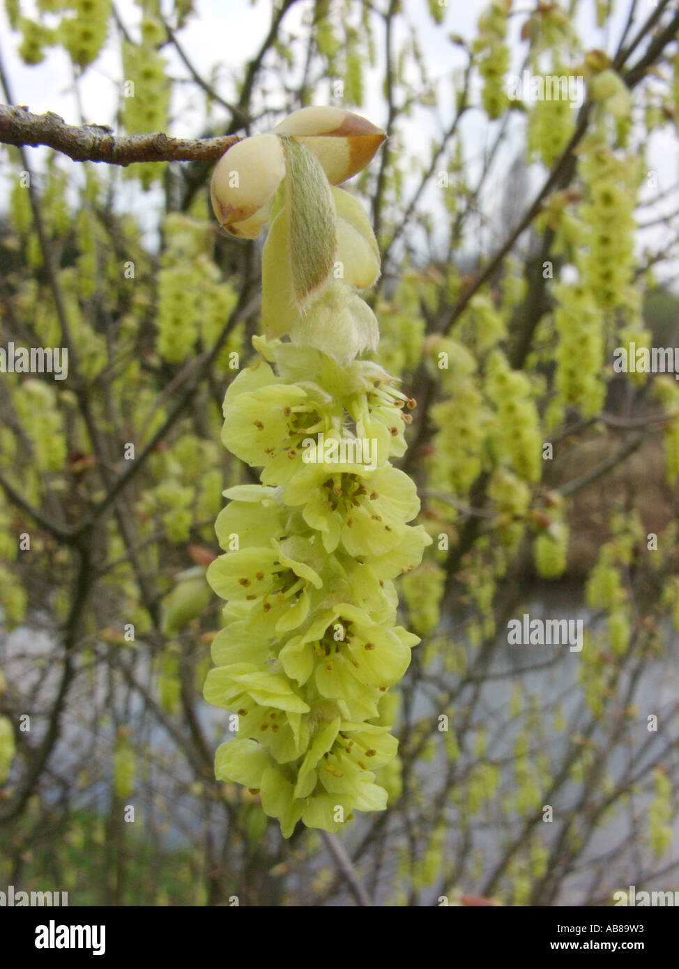 Kahlen Winter Hazel (Corylopsis Glabrescens), Blütenstand Stockfoto