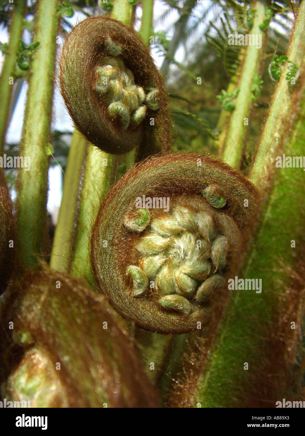 Tasmanischer Baumfarn, weicher Baumfarn (Dicksonia Antarctica), junge Evolventen Wedel, Verteilung; Ost-Australien, Tasmanien, Australien Stockfoto