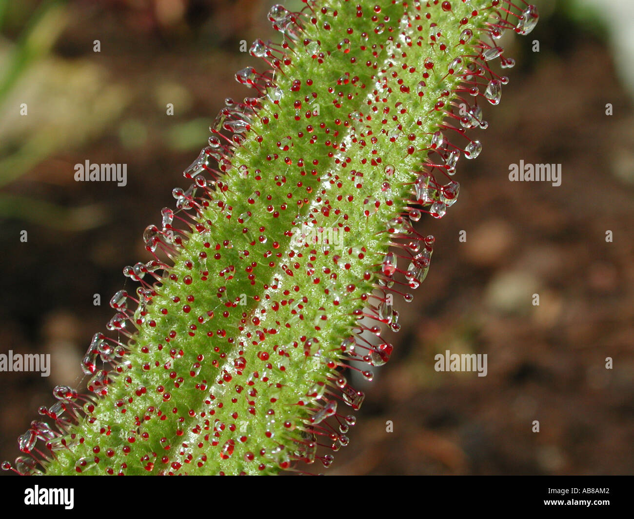 Königs-Sonnentau (Drosera Regia), Blatt Detail mit Drüsen Tentakeln Stockfoto