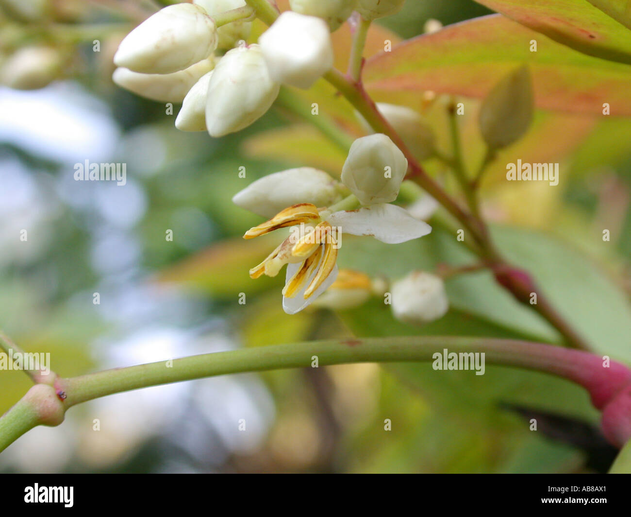 Blhender bambus -Fotos und -Bildmaterial in hoher Auflsung  Alamy