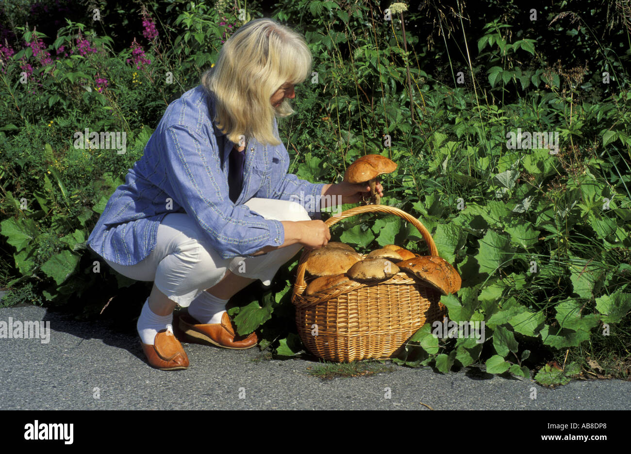 Frau Pilze sammeln; Tromsø, Norwegen, Troms, Troms Stockfoto