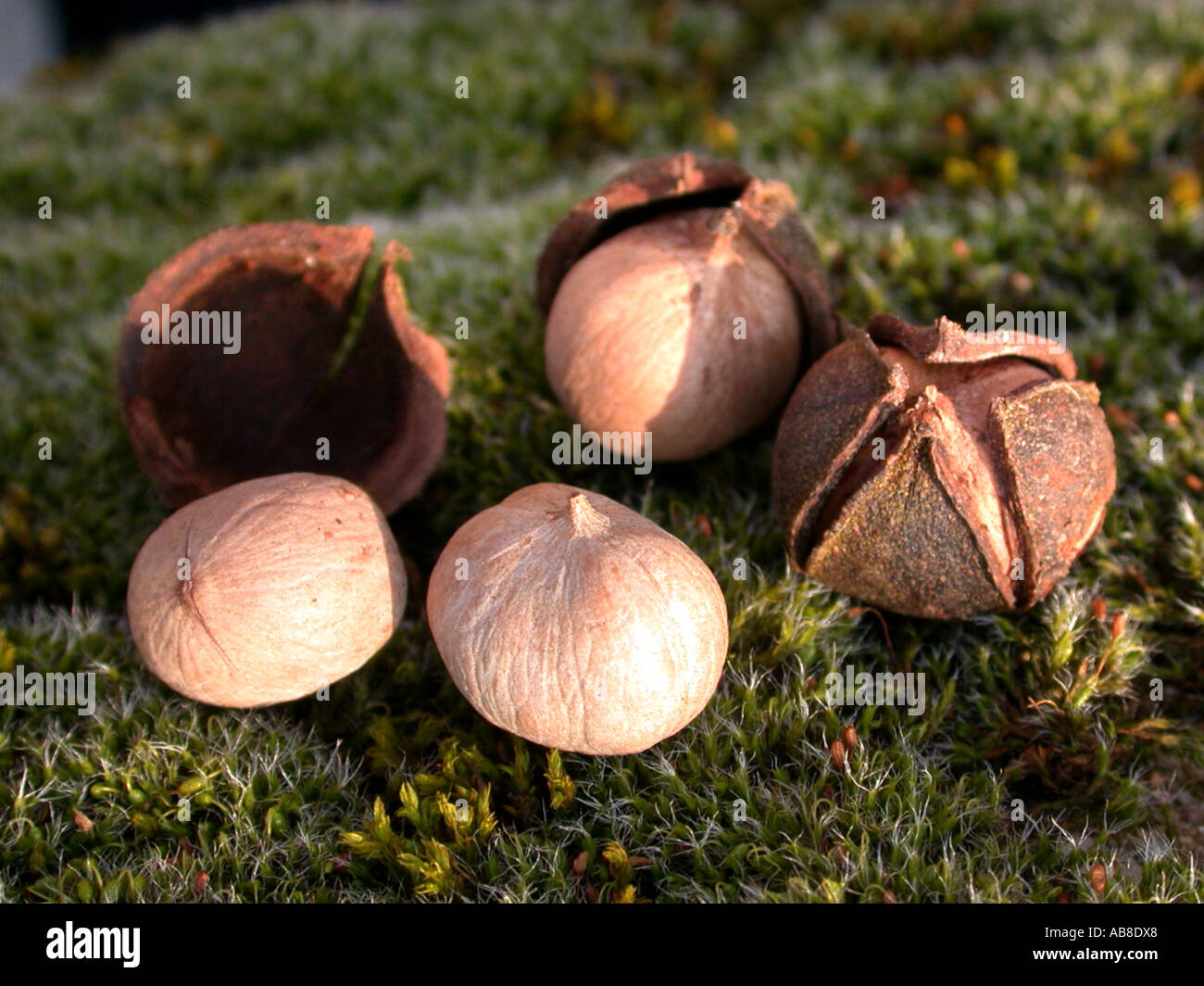 BitterNuss Hickory, Bitternut Hockory (Carya Cordiformis), Muttern mit