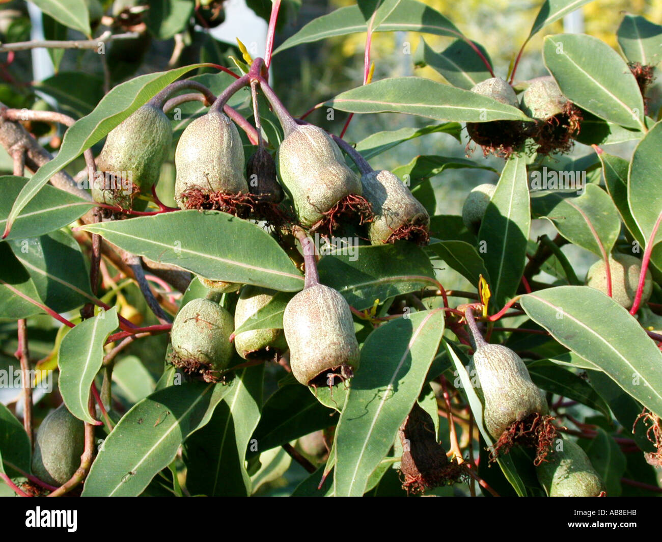 Scharlachrote blühenden Gum, rote Blüte Gum (Eucalyptus Ficifolia), Früchte und Blätter Stockfoto