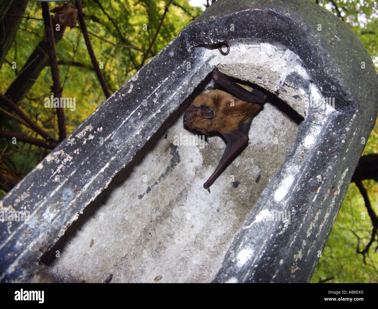 Noctule (Nyctalus Noctula), in einer einer eröffneten Fledermaus Haus am Tag Stockfoto
