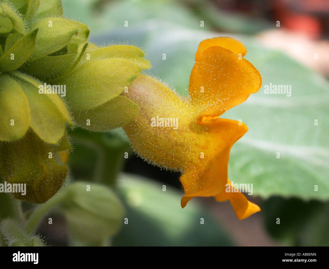 gelbe Einhorn-Pflanze (Ibicella Lutea), Blume Stockfoto