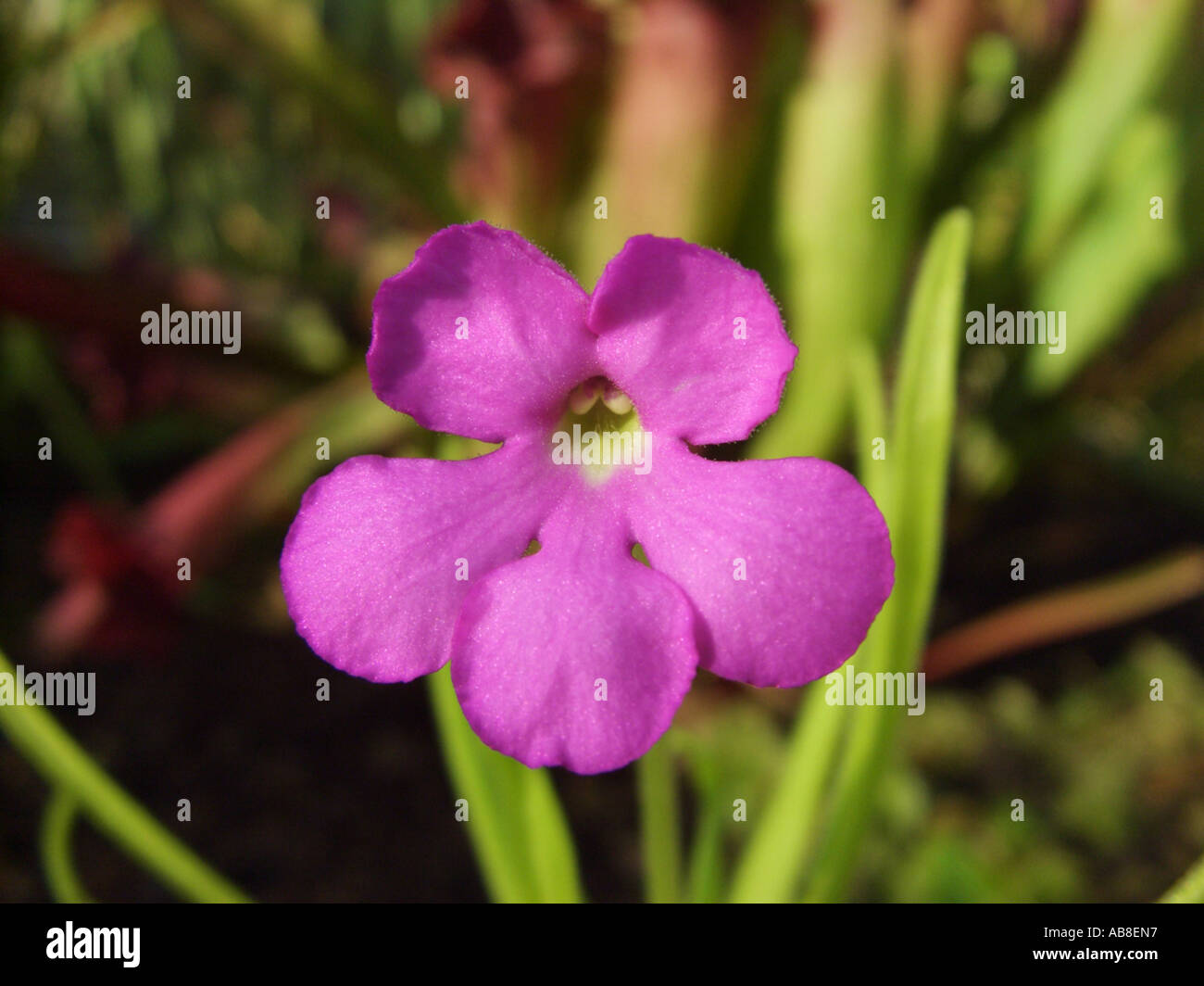 Fettkraut (Pinguicula Moctezumae), Blume Stockfoto