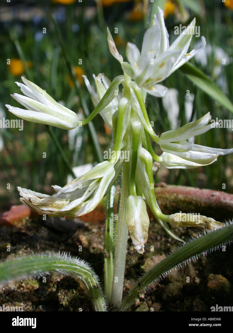 Fimbriate Sleepydick (Ornithogalum Fimbriatum), Blütenstand Stockfoto