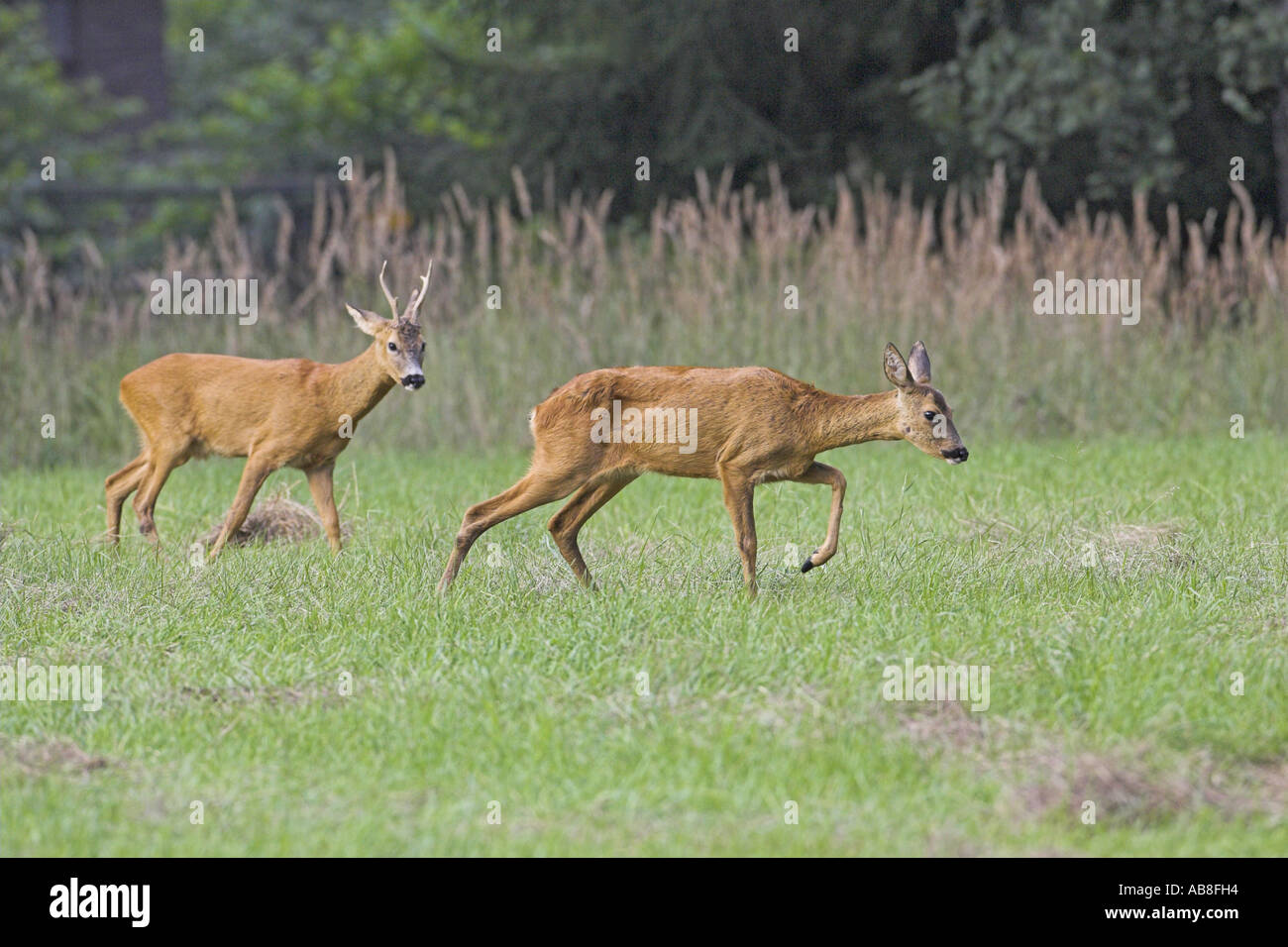 Reh (Capreolus Capreolus), buck hinter Doe, Deutschland, Hessen Stockfoto