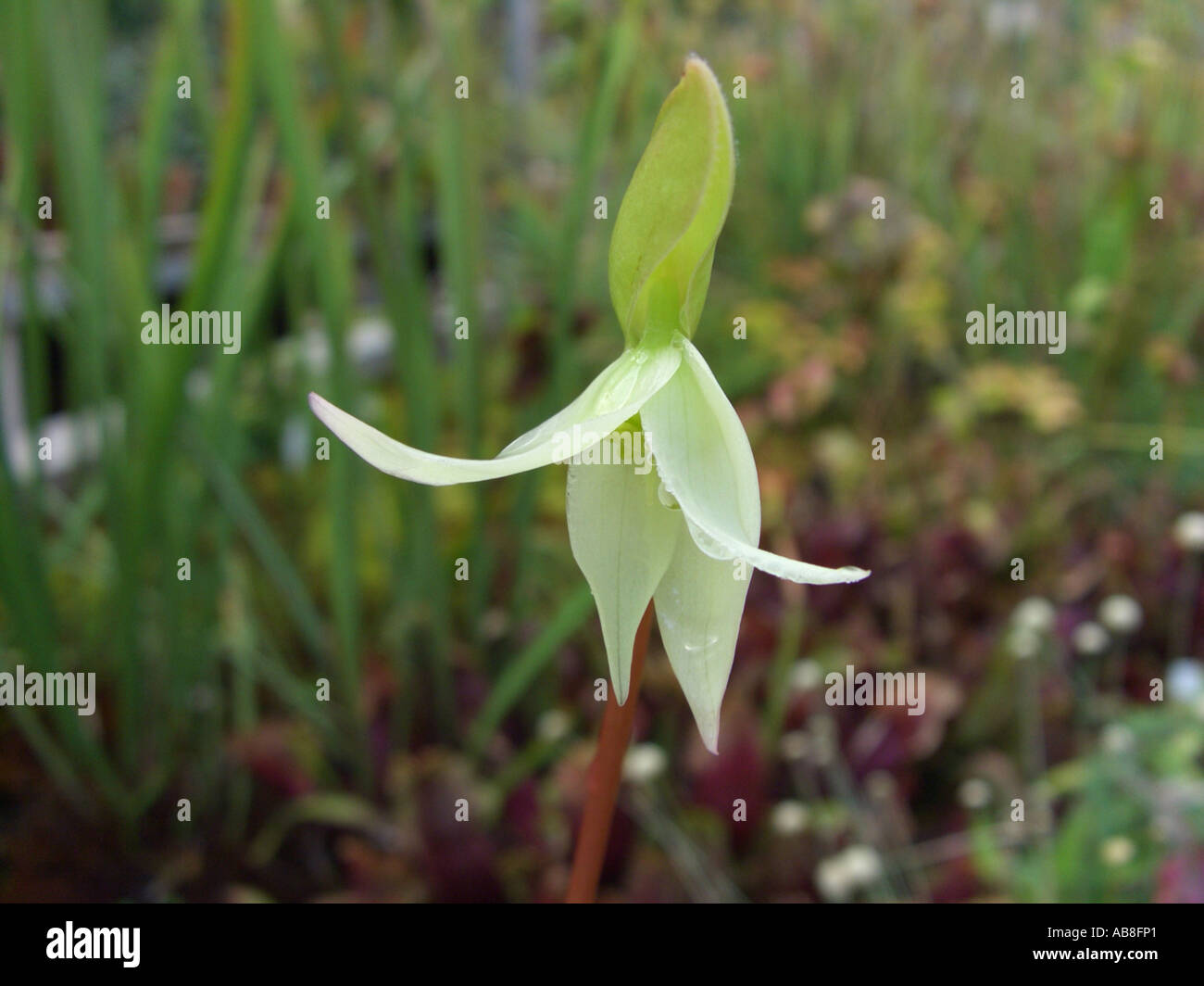 Sonne-Krug (Heliamphora Nutans), Blume Stockfoto