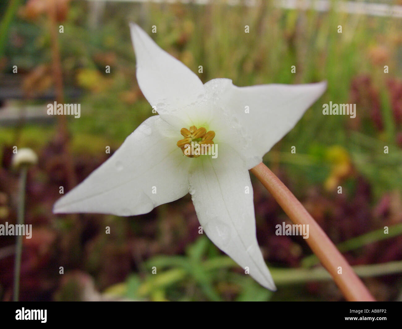 Krug (Heliamphora Nutans) Sonne, Blume von unten Stockfoto