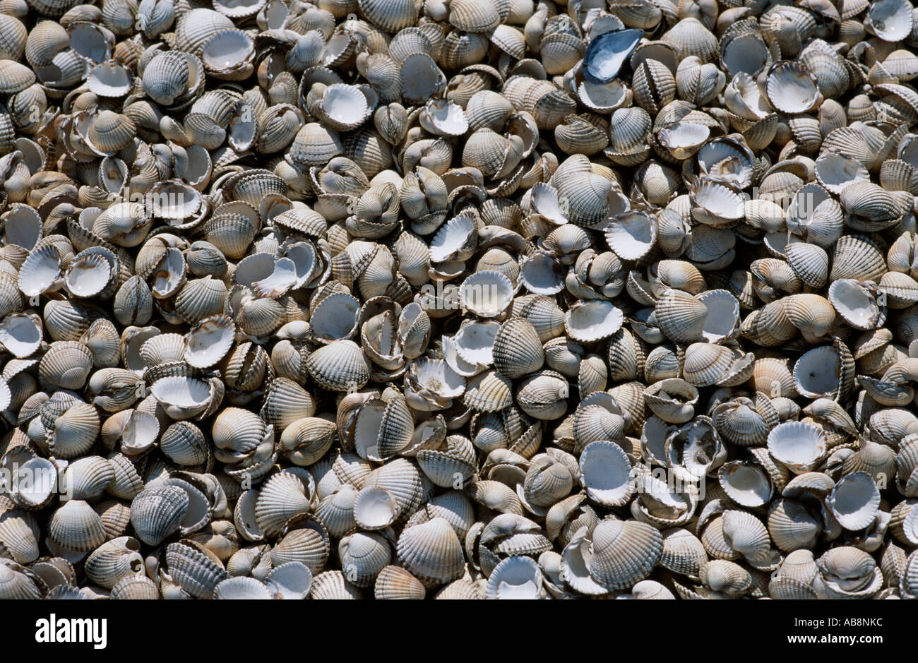 Muscheln Stockfoto