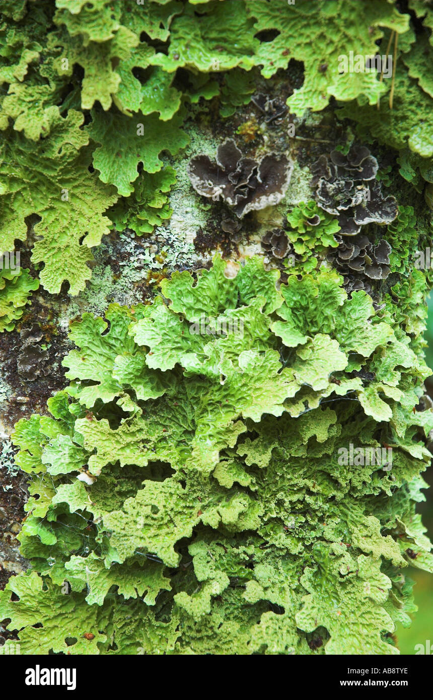 Pilz auf Baum Stockfoto