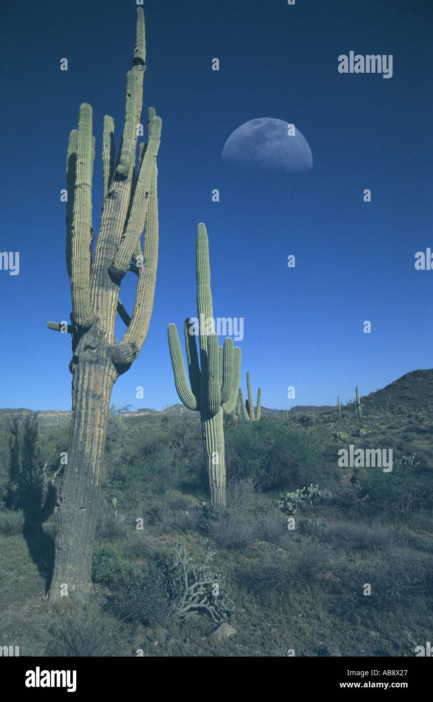 Saguaro-Kaktus (Carnegiea Gigantea, Cereus Giganteus), mit Halbmond im Hintergrund, Mrz 04, Phoenix, Arizona, USA. Stockfoto