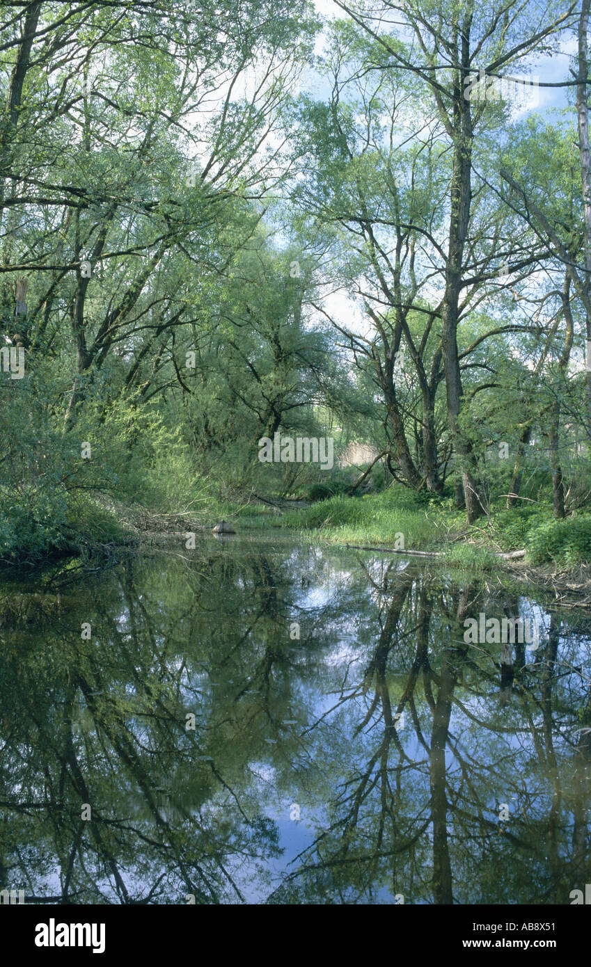 Silberweide (Salix Alba), Reflexion der Weiden auf Oberfläche, Deutschland, Bayern, Jun 04. Stockfoto