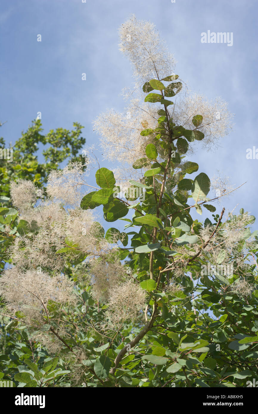 Eurasische Smoketree Cotinus Coggygria Smokebush venezianischen sumach Stockfoto