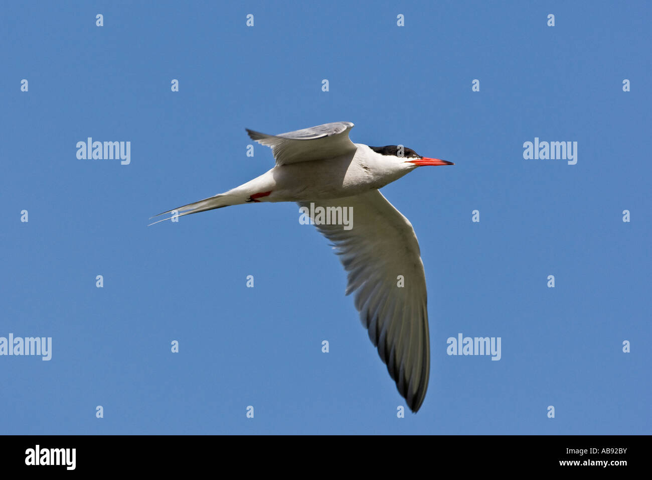 Gemeinsamen Tern Sterna Hirundo in Flug Flügeln, mit blauem Himmel Hintergrund Priory Park Bedford Bedfordshire Stockfoto