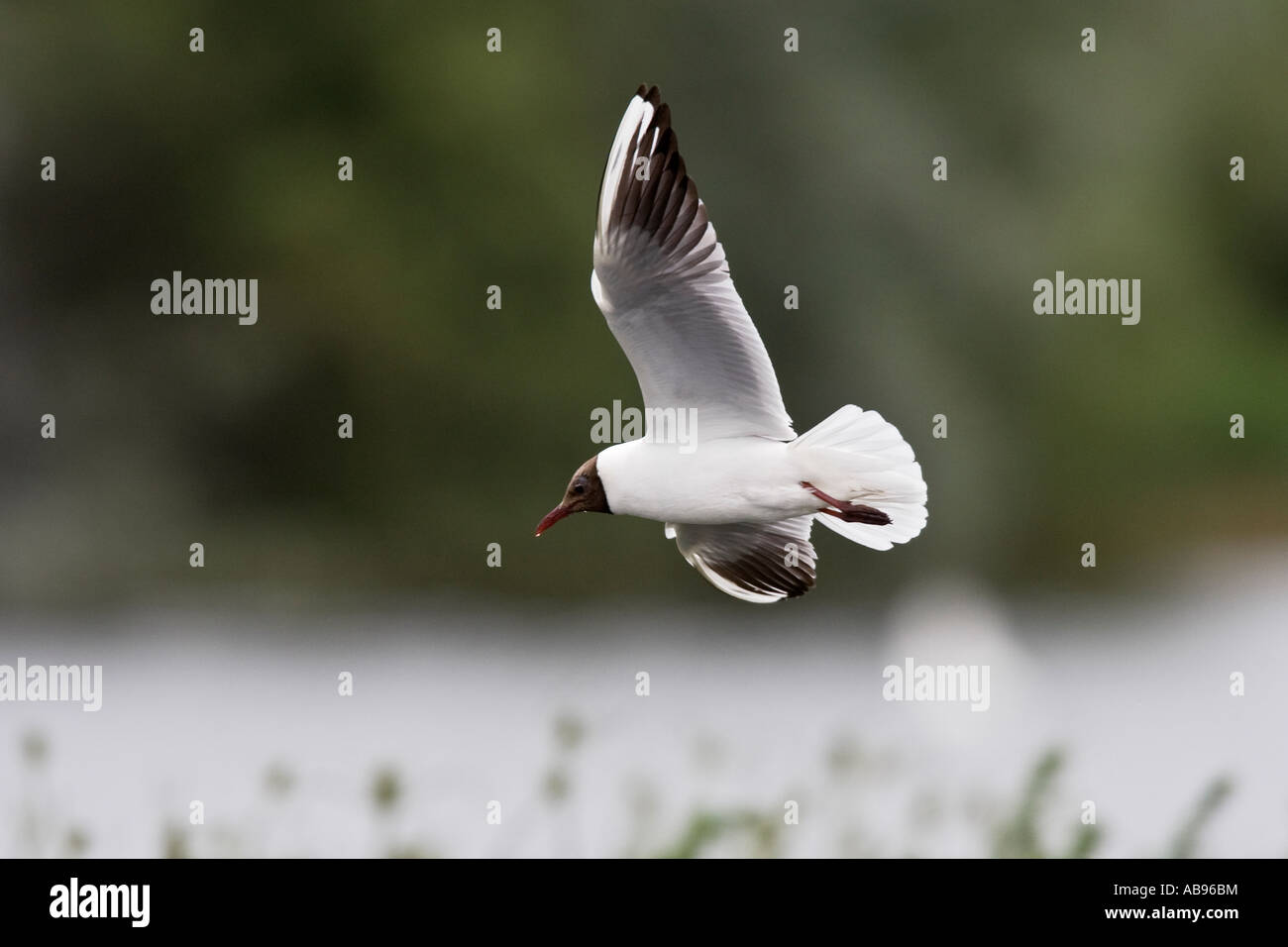 Black-headed Gull Larus Ridibundus im Flug mit schönen Fokus Hintergrund Sommer Leys Northampton Stockfoto
