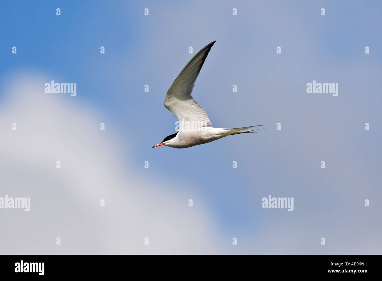 Gemeinsamen Tern Sterna Hirundo in Flug Flügeln, mit blauem Himmel Hintergrund Priory Park Bedford Bedfordshire Stockfoto
