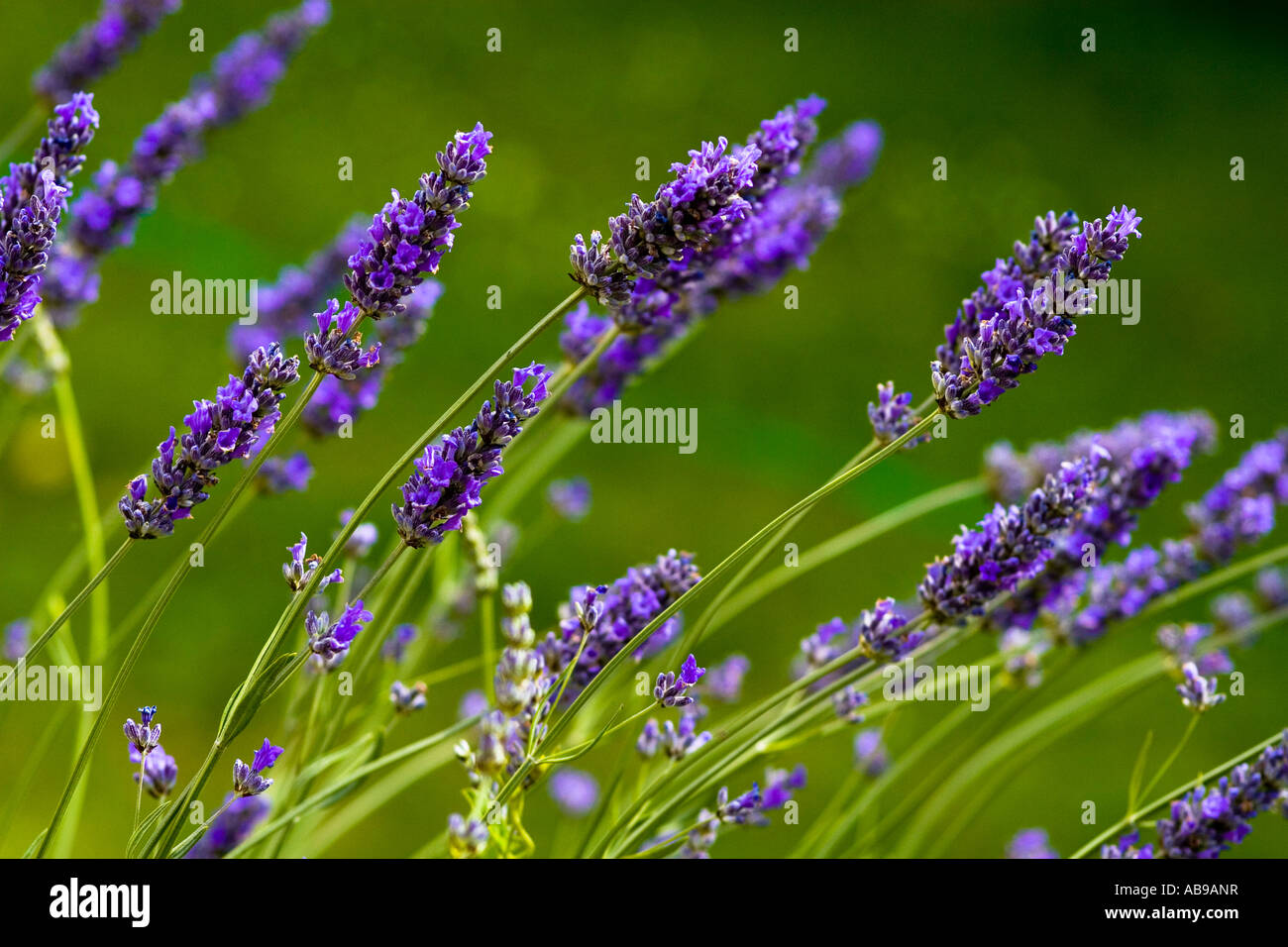 Englischer Lavendel Hidcote Lavendula England UK Stockfoto