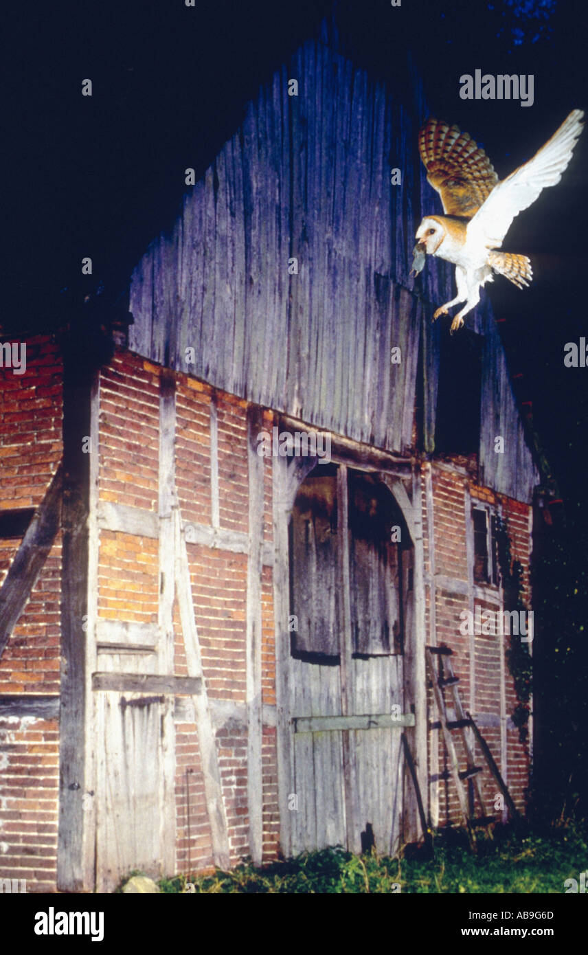 Schleiereule (Tyto Alba), fliegen, hält gefangen Feldmaus im Schnabel, mit alten Scheune hinter (Komposition), Deutschland, Ost-Westphali Stockfoto