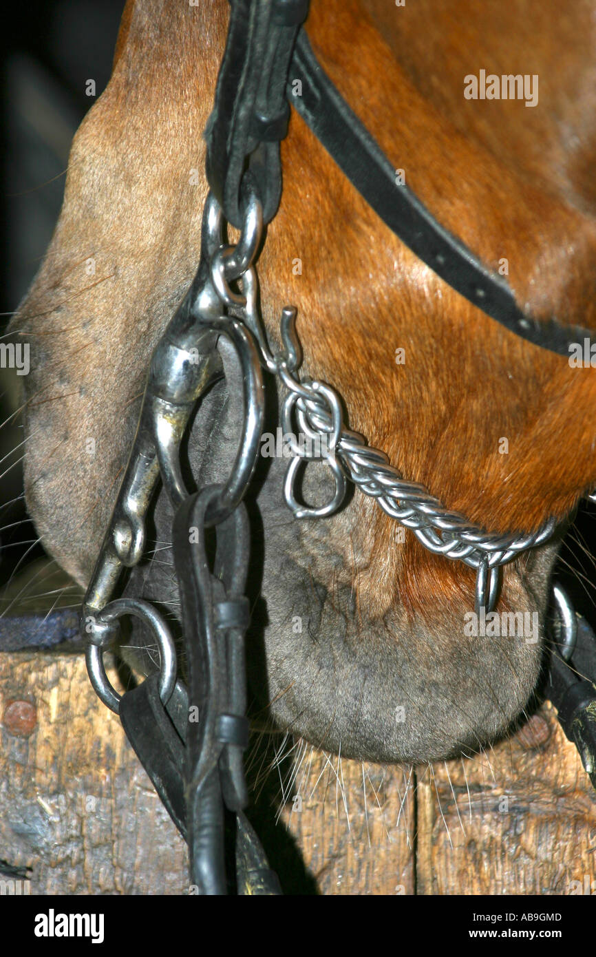 Nahaufnahme von Pferd mit Trense und Pelham Bit ausgestattet Stockfoto