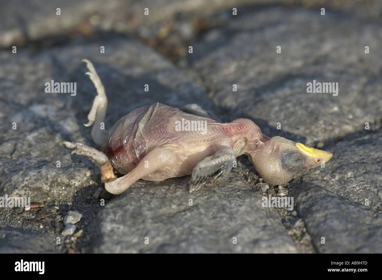 Toter Vogel Küken liegen auf Fahrbahn, juvenile Vogel gefallenen aus Nest, Deutschland, Berlin, Apr 05. Stockfoto