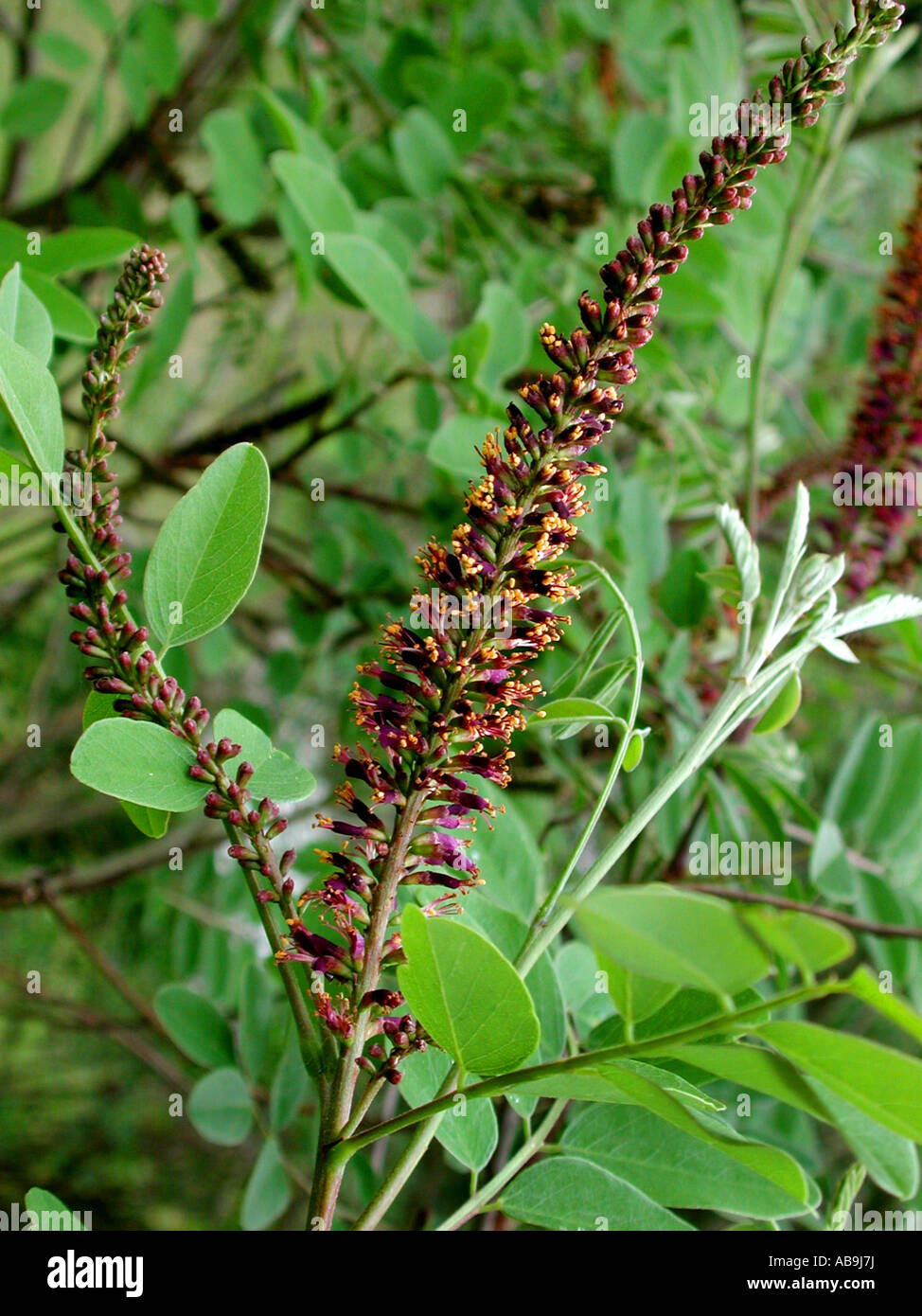 falscher Indigo-Busch, Wüste False Indigo (chemisch Fruticosa), Blütenstand Stockfoto