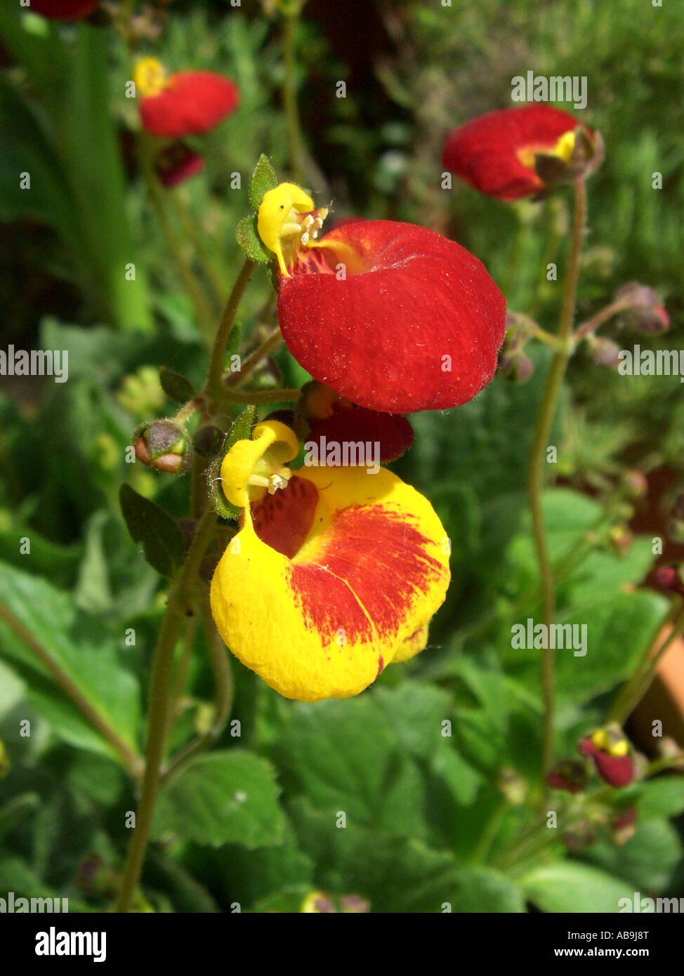 Taschenbuch-Anlage, Slipperwort, gelbe Slipperflower (Calceolaria Biflora), Blumen Stockfoto