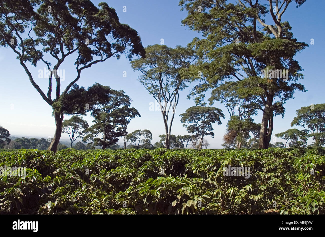 Kaffee Plantage mit alten schattenspendenden Bäumen - Coffea Arabica - Mweka, Tansania Stockfoto