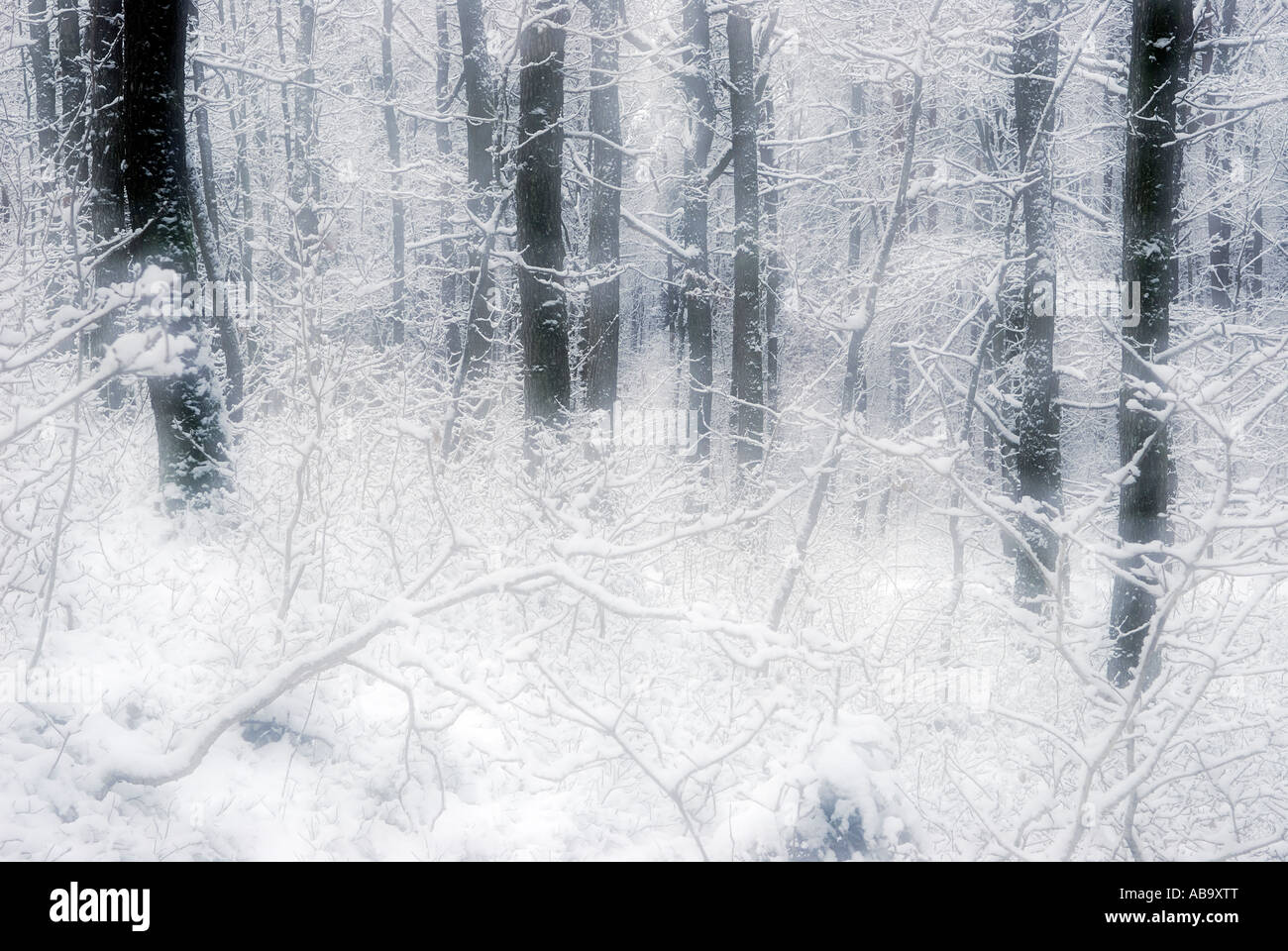 Winter Wald impressionist Stockfoto