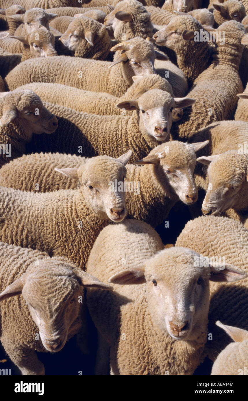 Merino Lämmer, Schafe-Station in der Nähe von Broken Hill, New South Wales, Australien, vertikale, Stockfoto