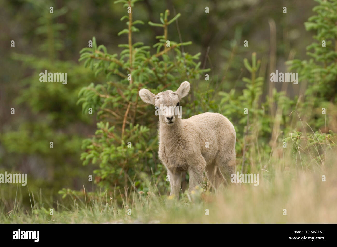 Bighorn Schafe baby Stockfoto