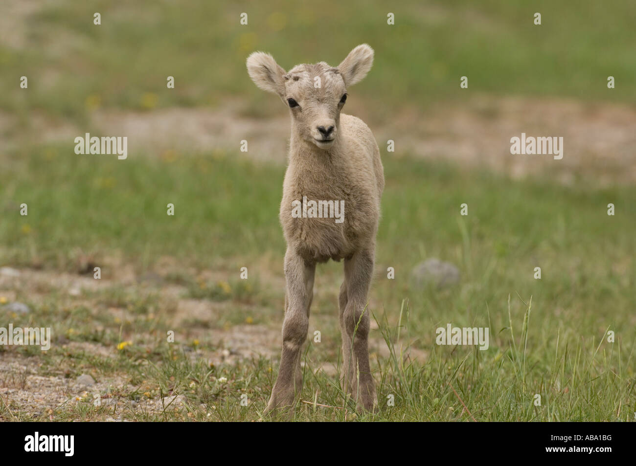 Bighorn Schafe Baby suchen frontward. Stockfoto