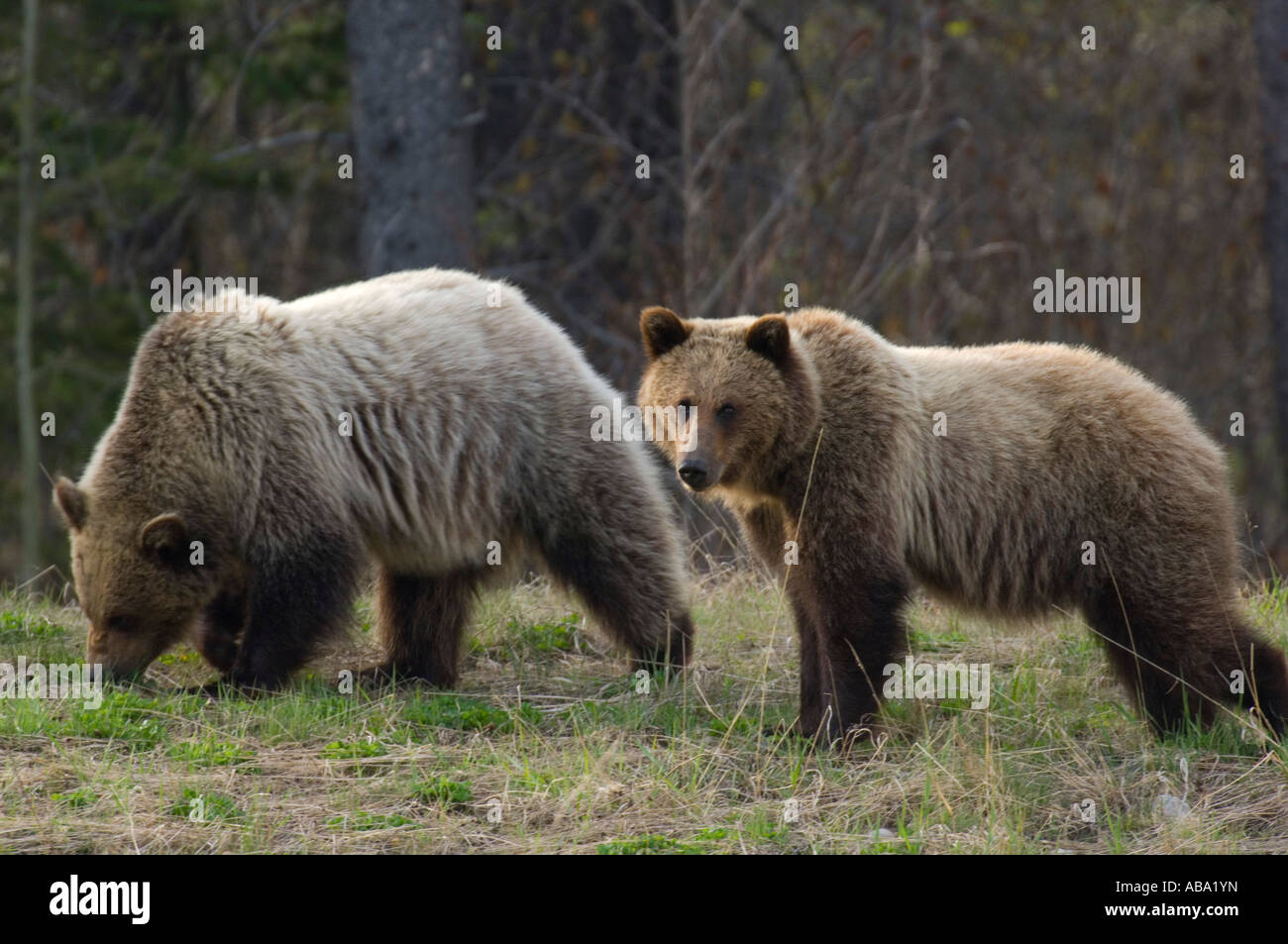 Zwei junge Grizzly-Bären Stockfoto