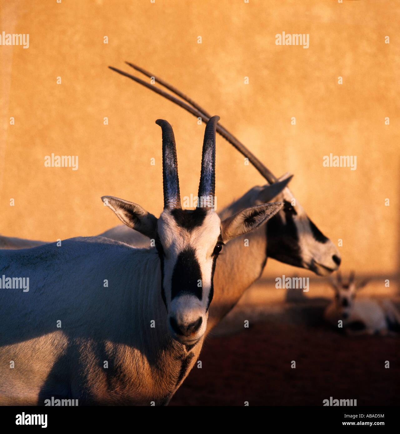 Saudi Arabien arabische Oryx-Antilope Stockfoto