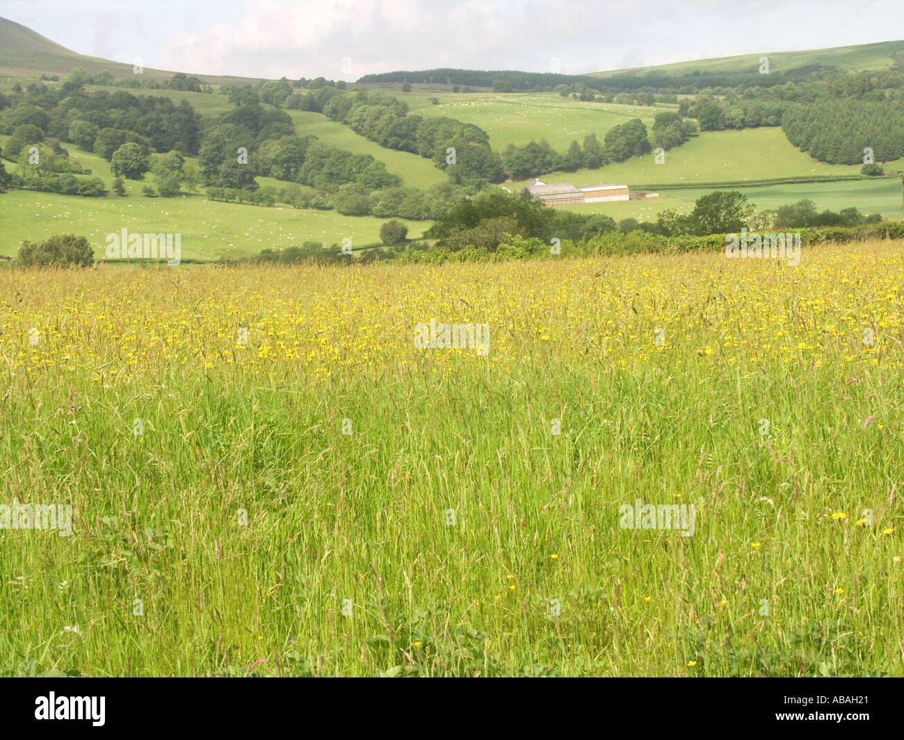 Landschaft-Felder und Bauernhof in der Nähe von Heol Senni Brecon Beacons Nationalpark Wales Stockfoto