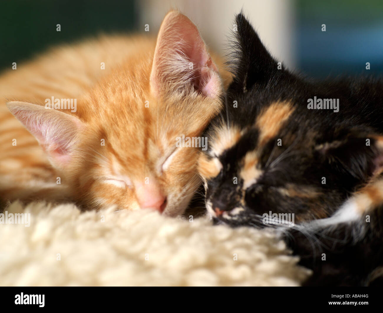 Zwei acht Wochen altes Kätzchen schlafen Ingwer und Schildpatt Stockfoto