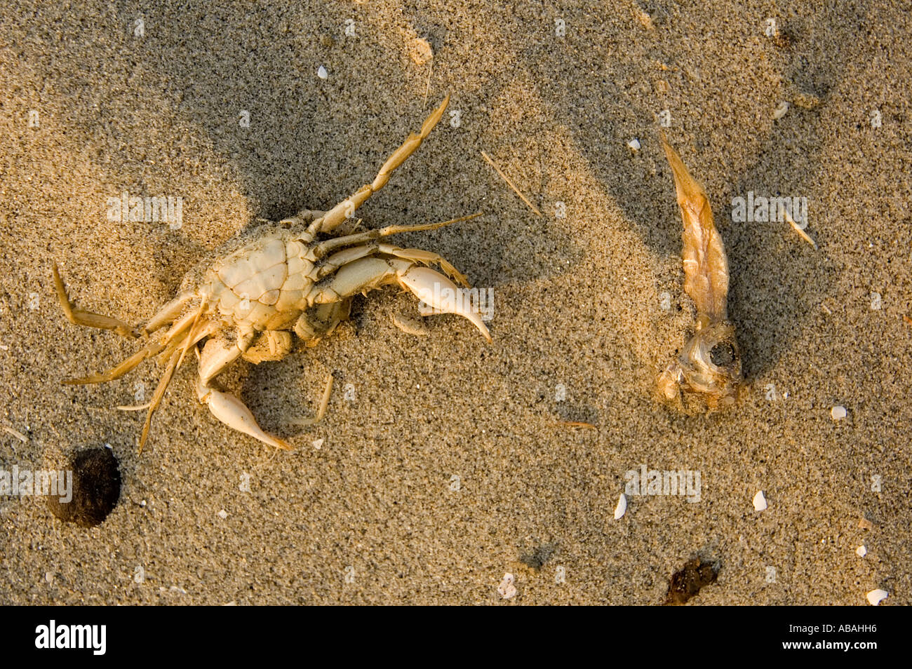 Sand für Mangrovenwald in Sunderbans töten Fische und Krebse, die einmal in den Mangroven Lebensraum, Bangladesch Leben. Stockfoto