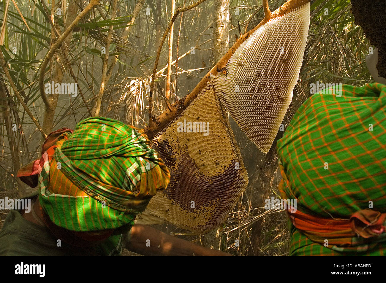 Honig-Jäger sammeln von wildem Honig im Wald der Sunderbans, Bangladesch. Stockfoto