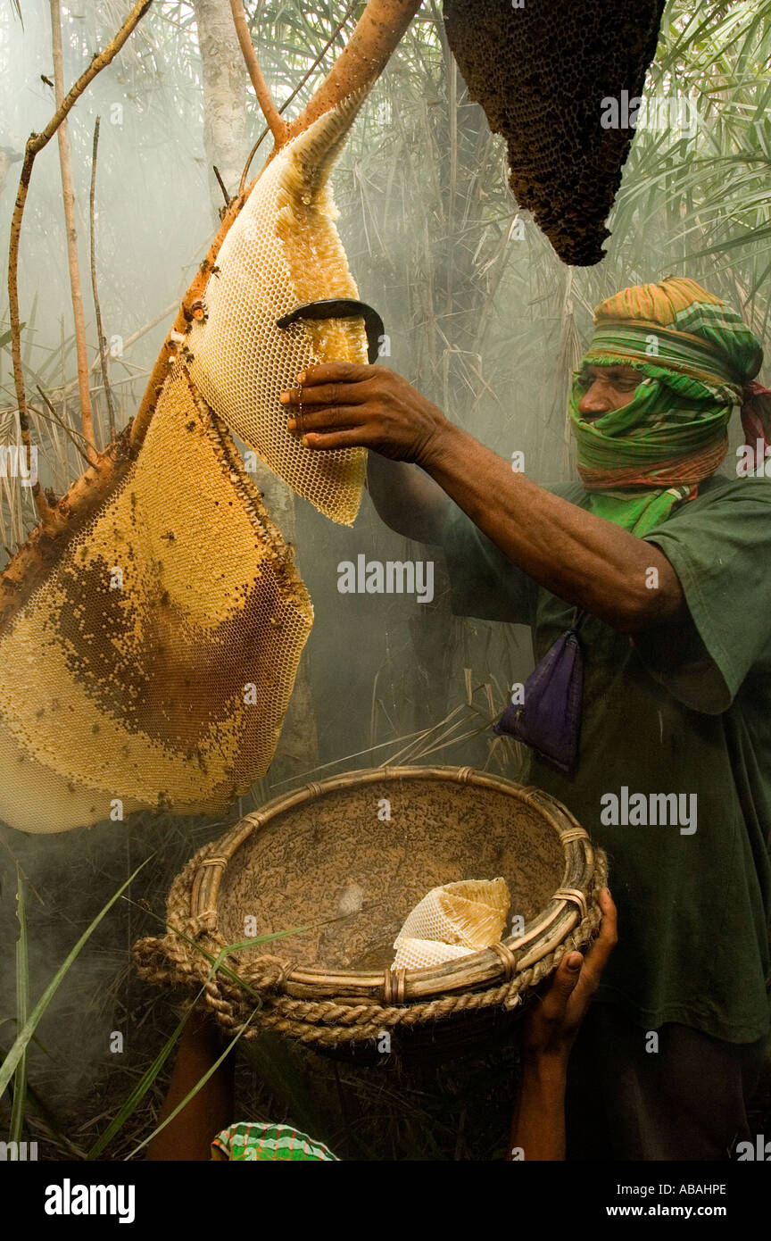 Honig-Jäger sammeln von wildem Honig im Wald der Sunderbans, Bangladesch. Stockfoto