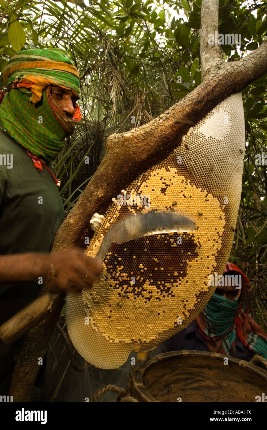 Honig-Jäger sammeln von wildem Honig im Wald der Sunderbans, Bangladesch. Stockfoto