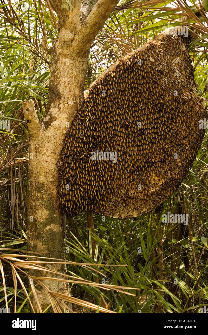 Bienenstock und Bienen in Sunderbans Wald, Bangladesch. Stockfoto