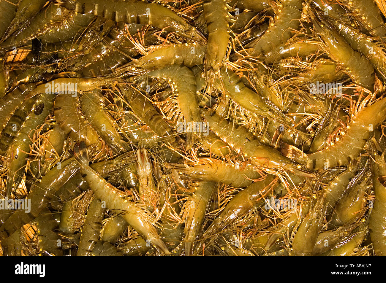 Geernteten Garnelen in einem Bauernhof in Bangladesch. Stockfoto