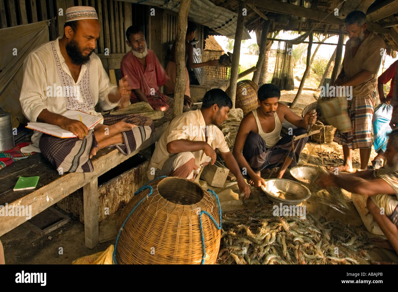 Sortierung und Gewichtung der geernteten Garnelen in einer Garnelenfarm in Shibsha Fluss, Bangladesch. Stockfoto