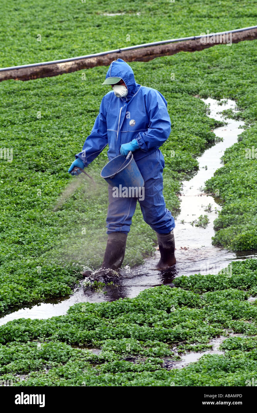 Brunnenkresse-Landwirtschaft. Arbeiter in Schutzkleidung, die Anwendung von  Dnger auf die Kresse-Betten. Sd-England UK Stockfotografie - Alamy