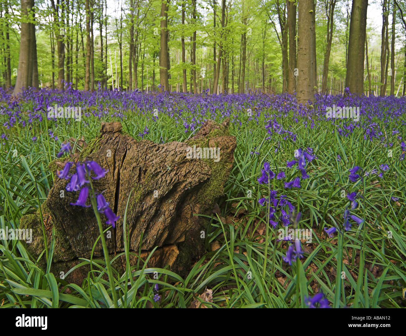 Wälder mit Blauzungenmöbeln/Wildblumen mit aufrecht stehenden Bäumen und frischen kühlen grünen Blättern und Laub Stockfoto